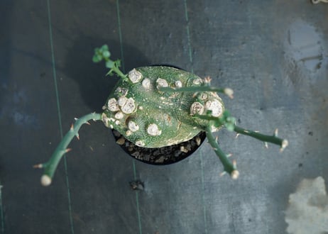 アデニア　グロボーサ　Adenia globosa