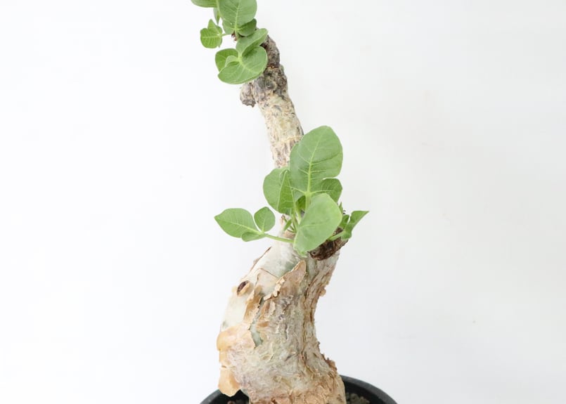 エボリスピナ・コミフォラグイドッティ 現地球 commiphora guidotti《L size》 | plants holic