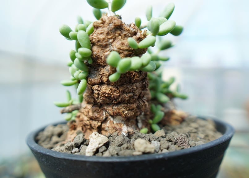 ケラリア ピグマエア Ceraria pygmaea No.10 | mana's farm