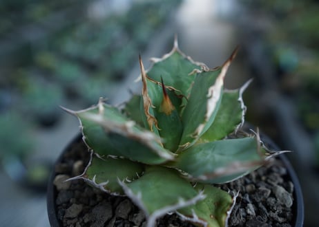 アガベ　チタノタ　FO-76　agave titanota  FO-76  No.10