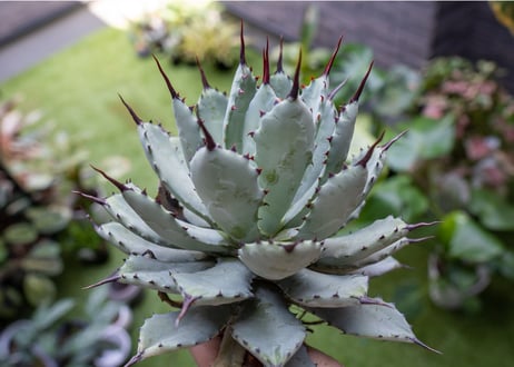 Agave macroacantha x Potatorum 中 NO.2