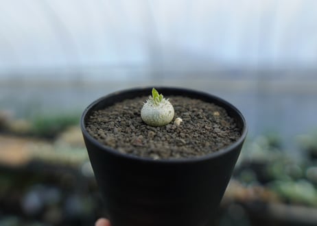 パキポディウム　恵比寿笑い　Pachypodium brevicaule　No.3