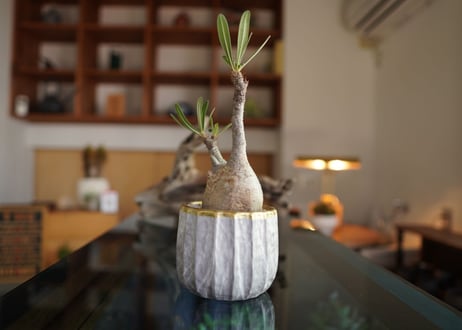 パキポディウム　グラキリス　 Pachypodium Gracilius