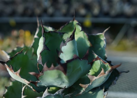 アガベ　チタノタ　 ブラックアンドブルー 　Agave titanota black and blue  No.1