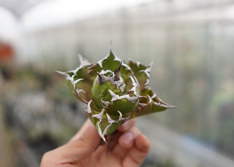 Agave titanota  Crab 螃蟹  NO.2