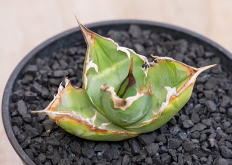 CATEGORY アガベ | mana's farm:塊根植物・アガベ・ドライガーデン植物