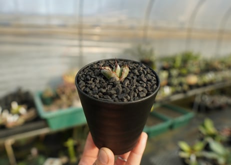 アガベ　チタノタ　 ブラックアンドブルー 　Agave titanota black and blue　No.2