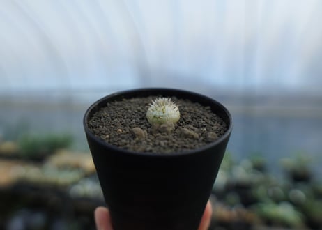 パキポディウム　恵比寿笑い　Pachypodium brevicaule　No.5