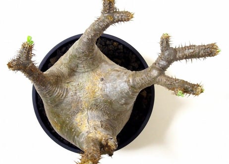 パキポディウム  グラキリス　 Pachypodium Gracilius №２