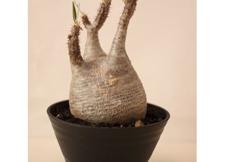 Pachypodium Gracilius パキポディウム  グラキリス  №１