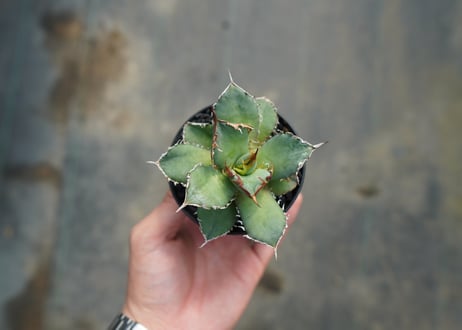 アガベ　チタノタ　FO-76　agave titanota FO-76