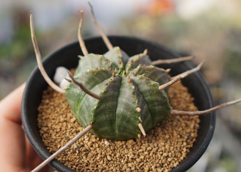 ユーフォルビア バリダ 4株セット２ ユーフォルビア バリダ 【多肉植物 4号／1個売り】｜ 【植物の