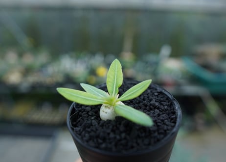 パキポディウム　恵比寿笑い　Pachypodium brevicaule　No.5