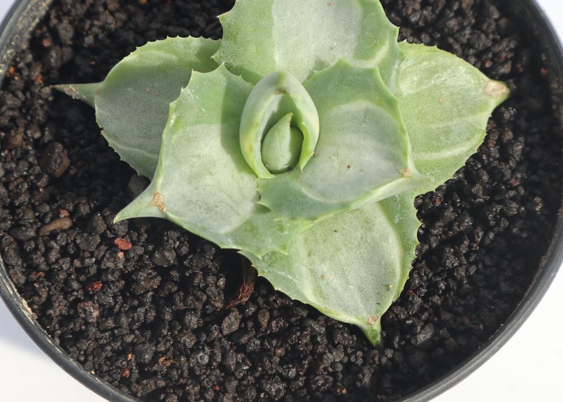 アガベ 王妃雷神 白中斑 | mana's farm:塊根植物・アガベ・ドライ