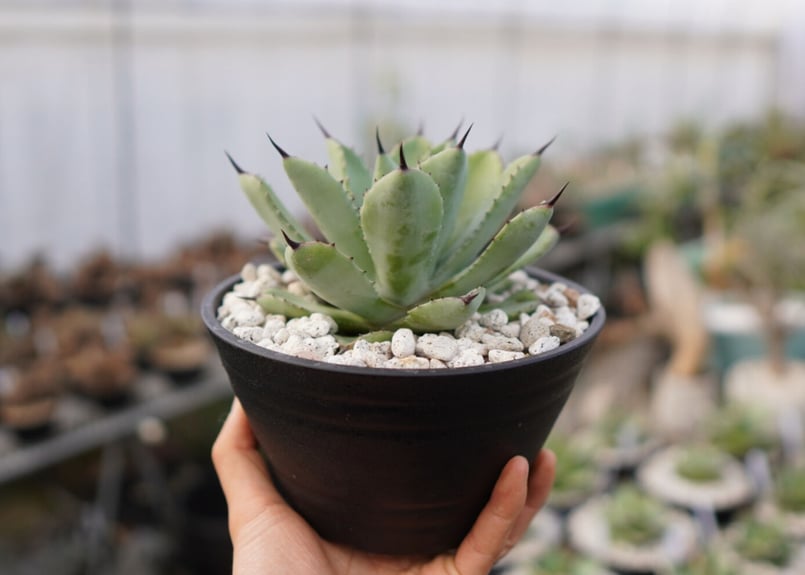 Agave potatorum✖️macroacantha【hybrid】230 Agave potatorum✖️macroacantha【hybrid】230 Macroacantha X