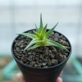 ハオルチア・アロエなど多肉植物を多数アップします！ | mana's farm