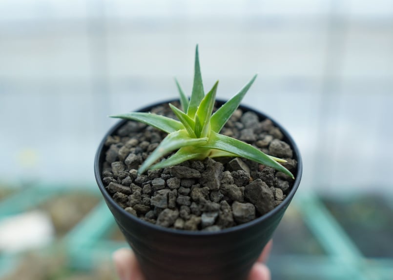 ディッキア Dyckia  