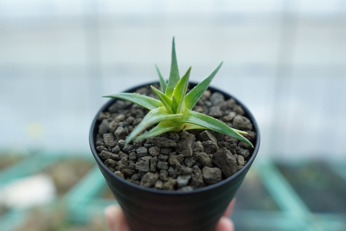 ディッキア ムーングロー Dyckia brevifolia Moon Glow No.1