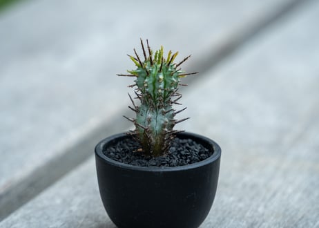 ユーフォルビア　ホリダ