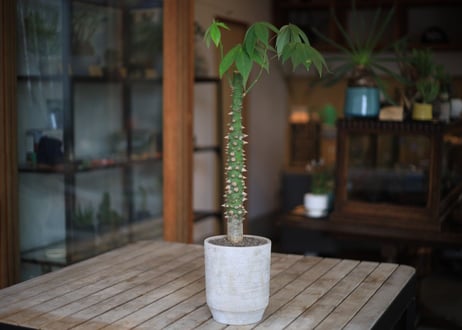 トックリキワタ　Ceiba speciosa
