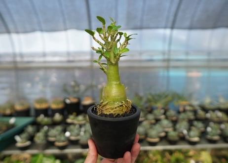アデニウム　Adenium　No.19
