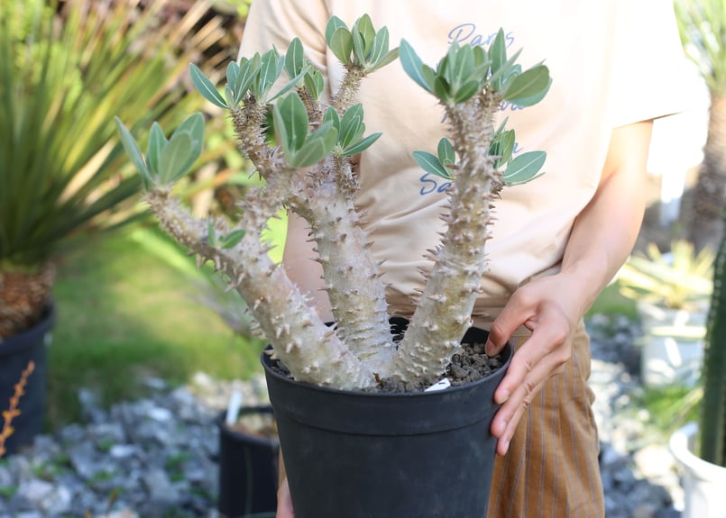 パキポディウム ホロンベンセxデンシフローラム 実生 | mana's farm