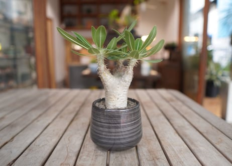 パキポディウム ホロンベンセ　Pachypodium　 horombense