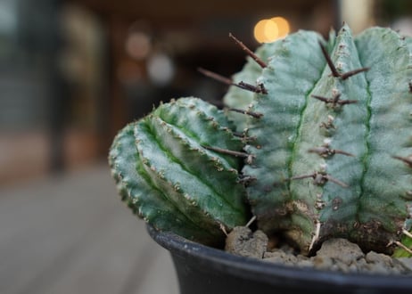 ユーフォルビア　ホリダ　Euphorbia horrida