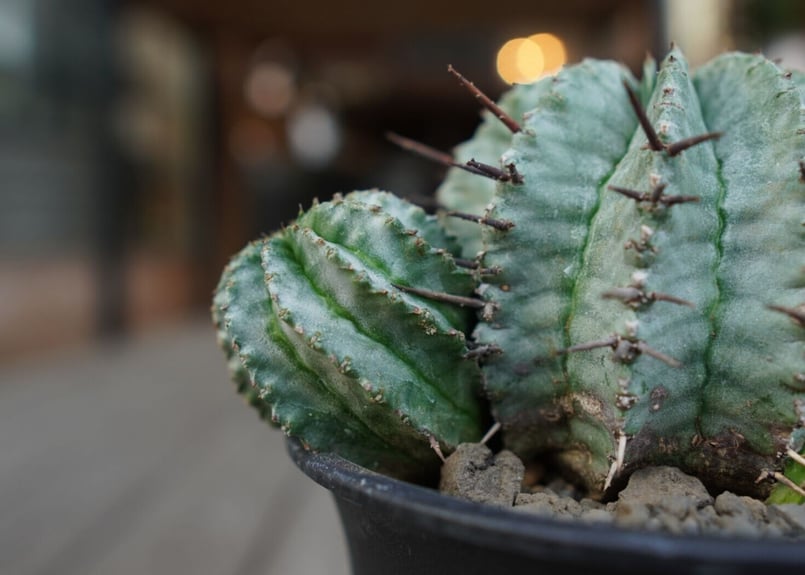 ユーフォルビア ホリダ Euphorbia horrida | mana's farm:塊根植