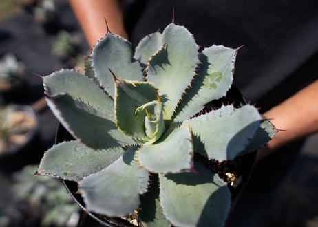 Agave guadalajarana