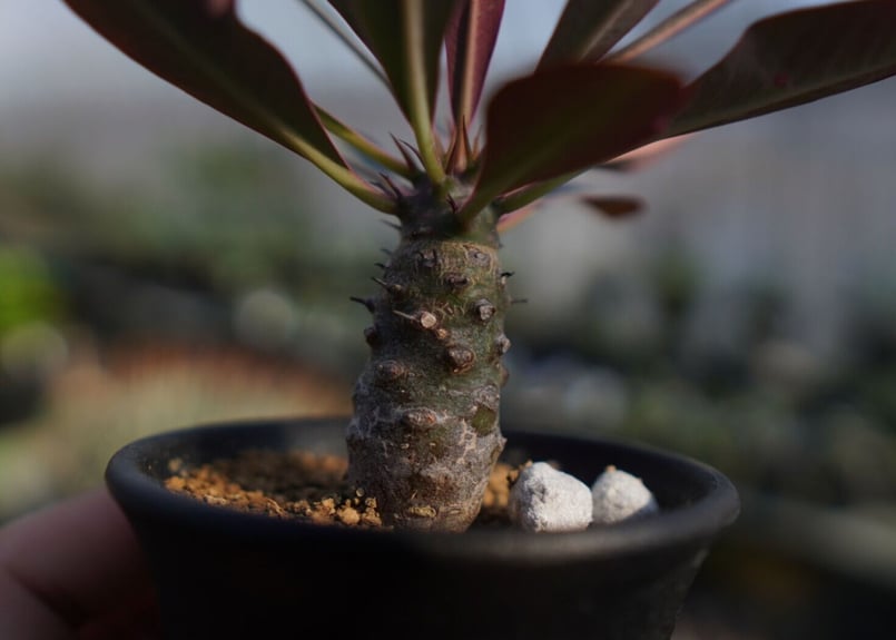 ユーフォルビア パキポディオイデス Euphorbia pachypodioides NO.1