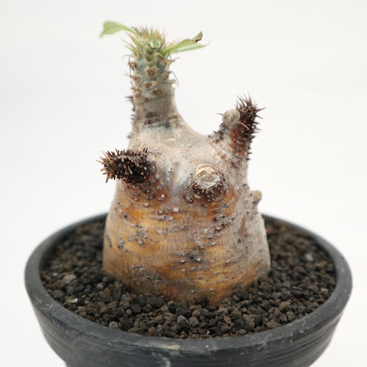 グラキリス】塊根！ウサギ型 成長点たくさん グラキリス】塊根！ウサギ