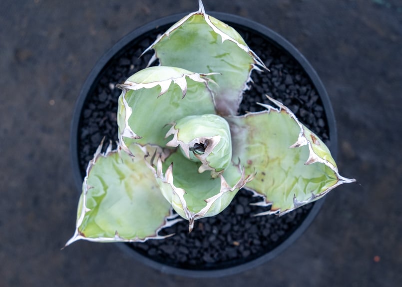 アガベ チタノタ ブラックアンドブルー Agave titanota black