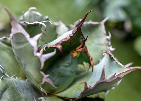 Agave titanota 白鯨嚴龍 A NO.3