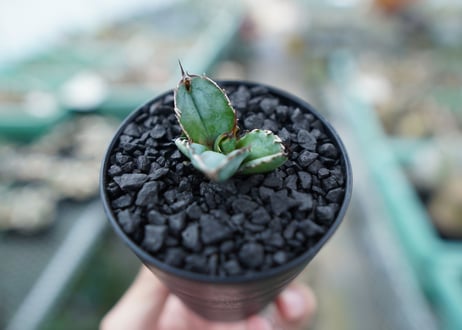 アガベ　チタノタ　 ブラックアンドブルー 　Agave titanota black and blue　No.4