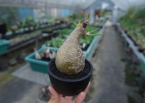 【発根管理中】パキポディウム　グラキリス　 Pachypodium Gracilius  No.5