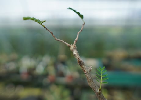 センナ　メリディオナリス　Senna meridionalis