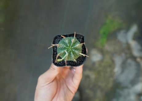 ユーフォルビア　スーパーバリダ　Euphorbia super valida  No.4