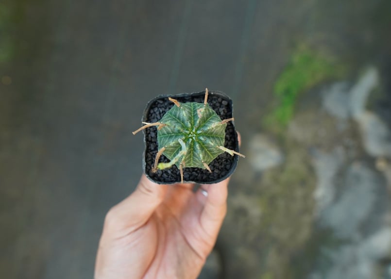 ユーフォルビア スーパーバリダ Euphorbia super valida No.4 |
