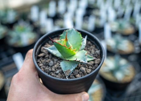 アガベ　チタノタ　ブルー　agave titanota Blue 　NO.5