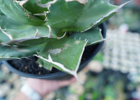 アガベ　チタノタ　FO-76　agave titanota  FO-76 No.1