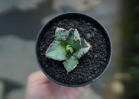 アガベ　チタノタ　 ブラックアンドブルー 　Agave titanota black and blue　No.1