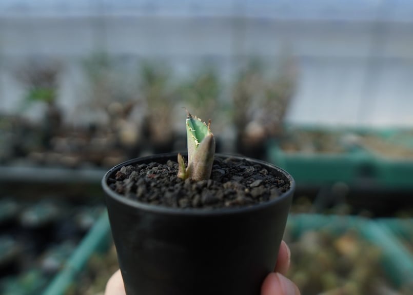 アガベ チタノタ 白鯨 Agave titanota White whale A18 | m