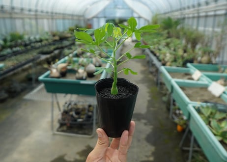 アデニア　グラウカ　Adenia glauca  No.1