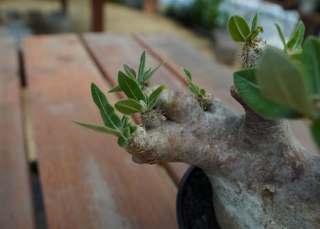 パキポディウム　エブレネウム　Pachypodium eburneum  No.1