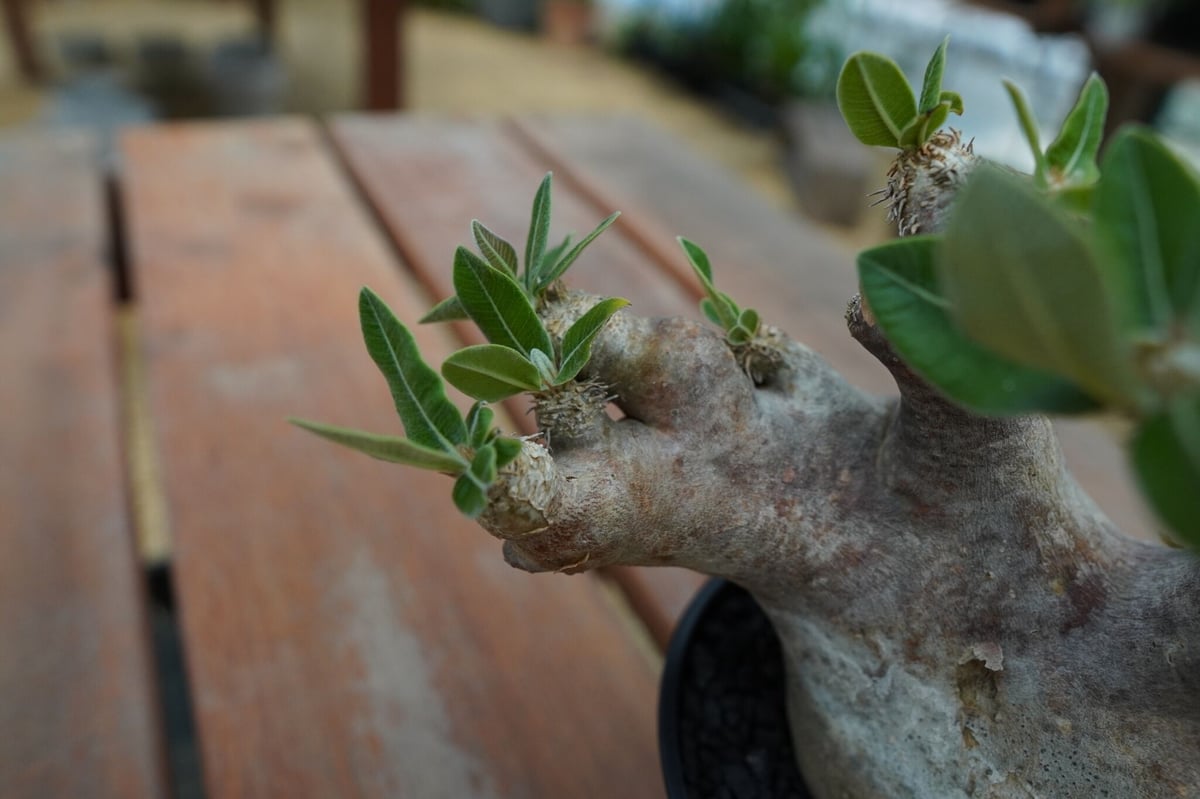 パキポディウム エブレネウム Pachypodium eburneum No.1 | man