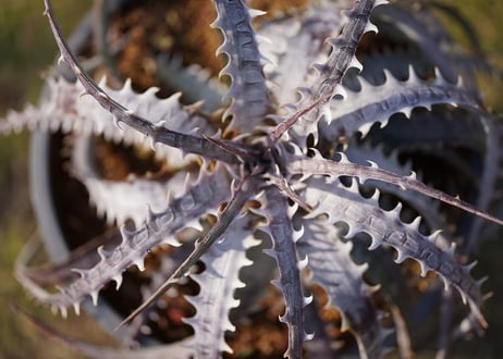 Dyckia goehringii var.lemei New form