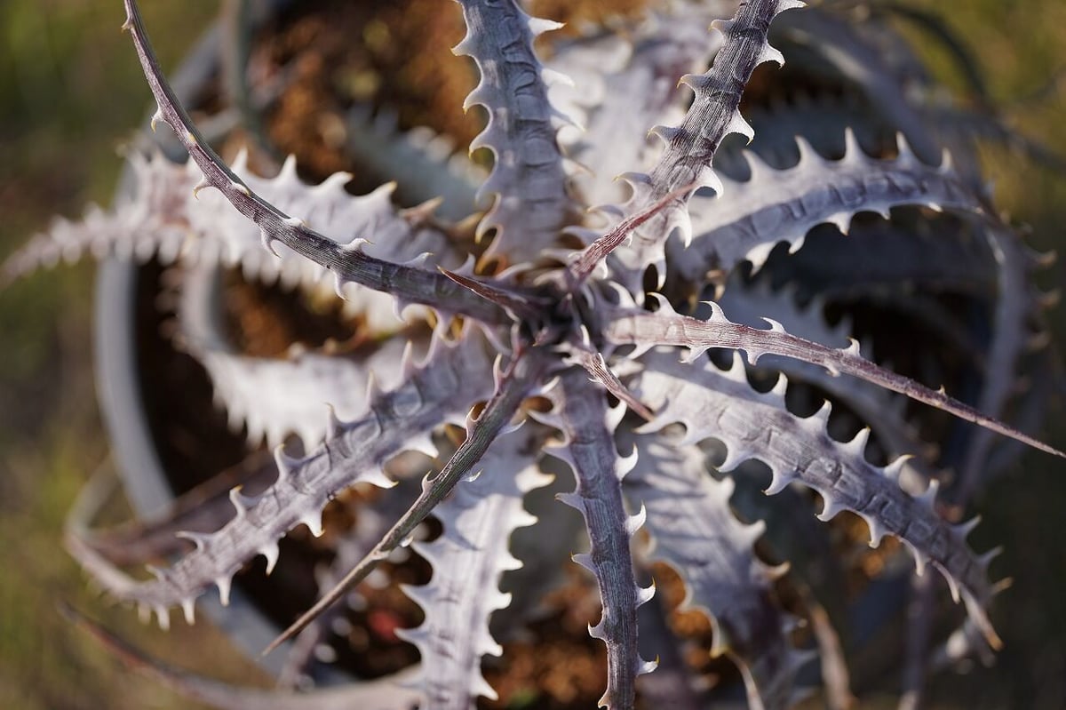 Dyckia goehringii var.lemei New form | mana's f Dyckia goehringii var.lemei New form | mana's f