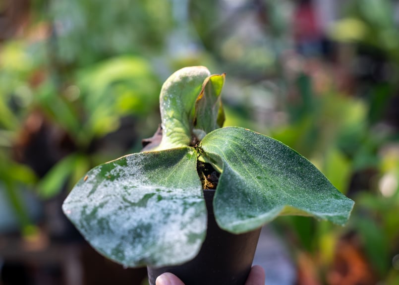 ビカクシダ エレファントティス | mana's farm:塊根植物・アガベ