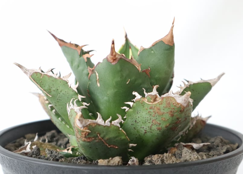 アガベ チタノタ FO-76 №2 | mana's farm:塊根植物・アガベ